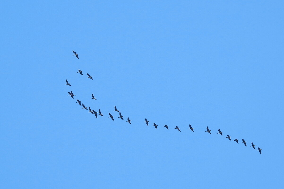 весна - ИННА ПОРОХОВА весна - ИННА ПОРОХОВА