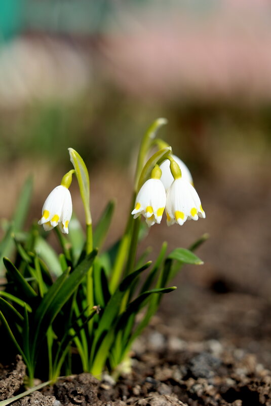 Как колокольчики... - Александр Кондаков Как колокольчики... - Александр Кондаков