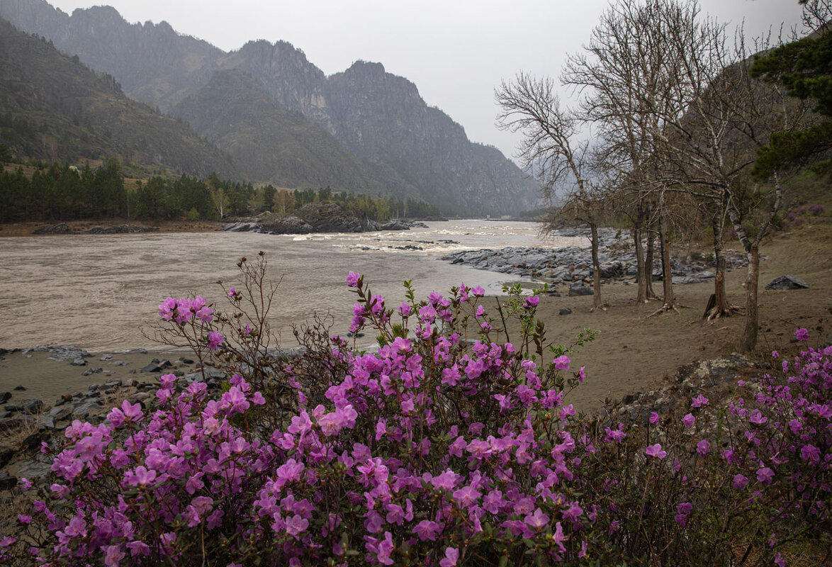 Весна на Катуни... - владимир 