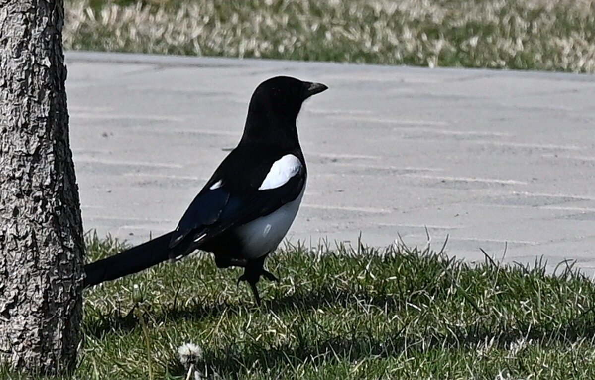 Городская жительница... - Николай Саржанов Городская жительница... - Николай Саржанов