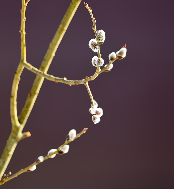 19 марта - природа просыпается! - Светлана 19 марта - природа просыпается! - Светлана