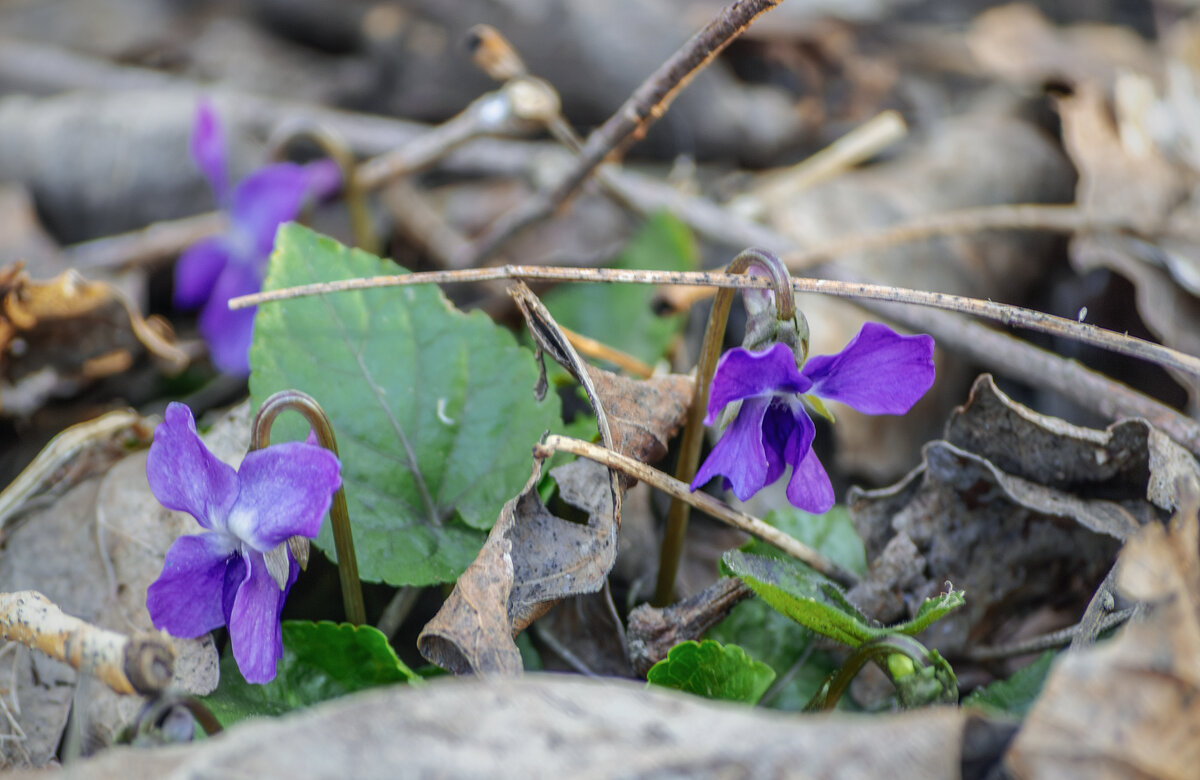 Весна - Игорь Протасов Весна - Игорь Протасов