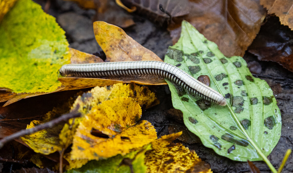 очень много ножек - Ольга Косачова