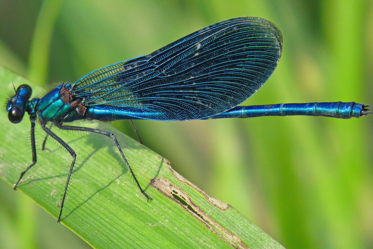 * - shasha1950 * - shasha1950