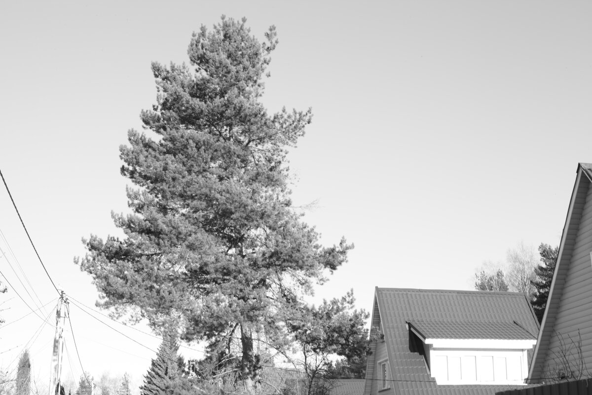 Мечты о ч/б Лейке 62. - Михаил Елочкин Мечты о ч/б Лейке 62. - Михаил Елочкин