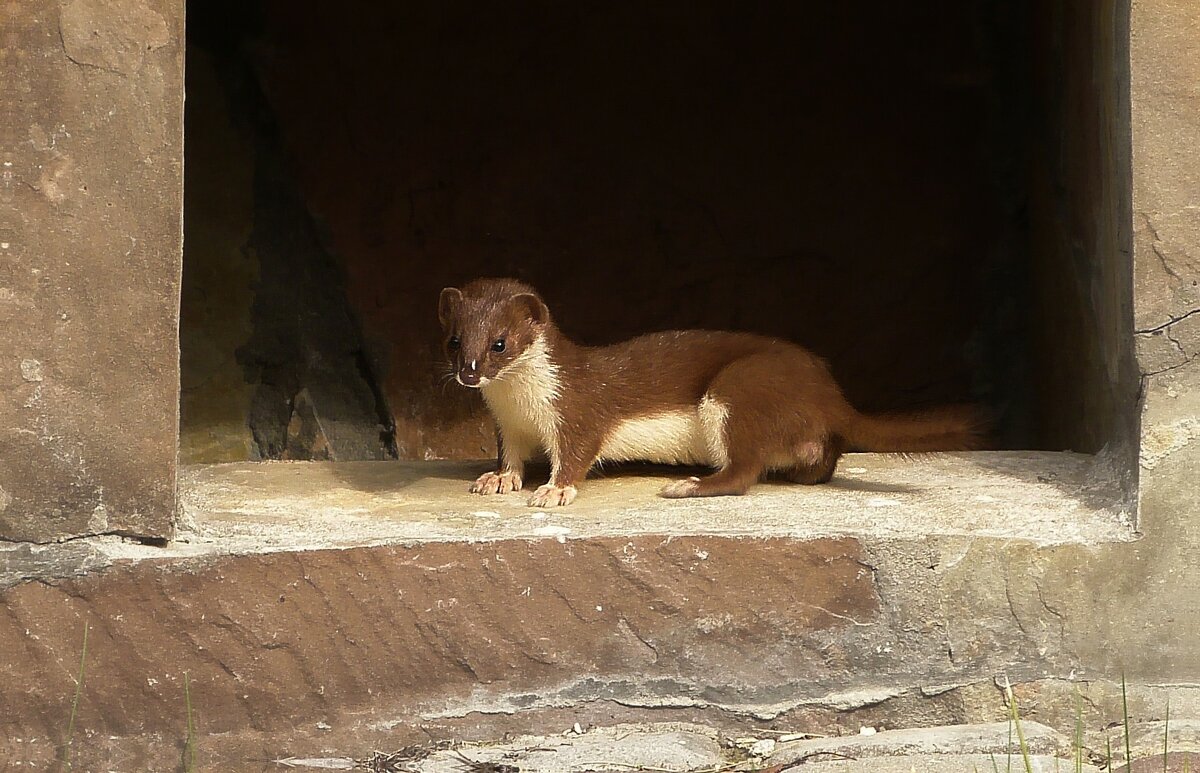 Ласка - Владимир Ласка - Владимир