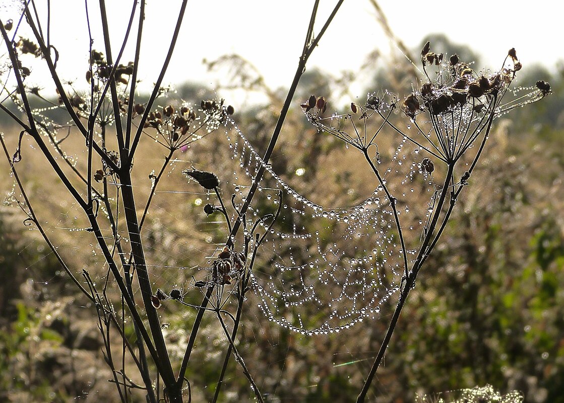 Ожерелье осени - Владимир 