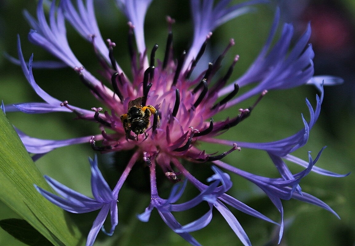 ...про шмеля... - Александр Герасенков