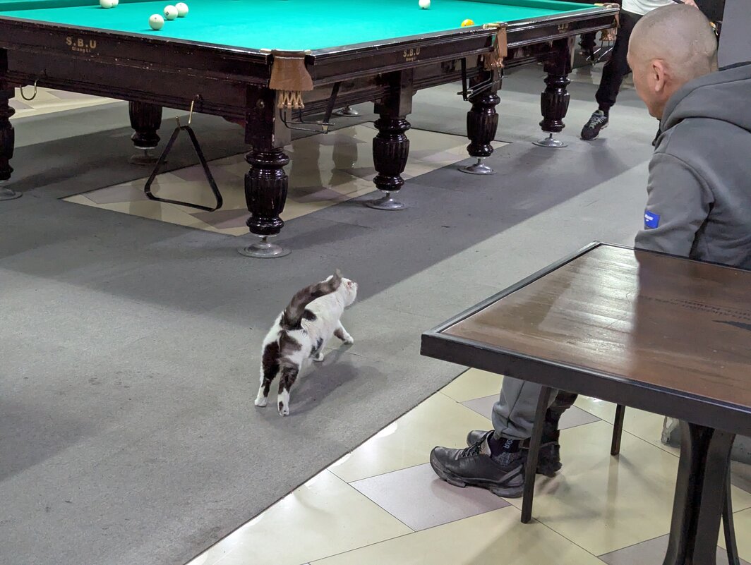 Кошка... - Андрей Хлопонин