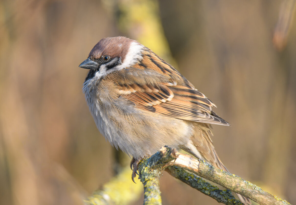 Сразу два солнышка отражаются в глазу полевого воробья - Дарья Меркулова Сразу два солнышка отражаются в глазу полевого воробья - Дарья Меркулова