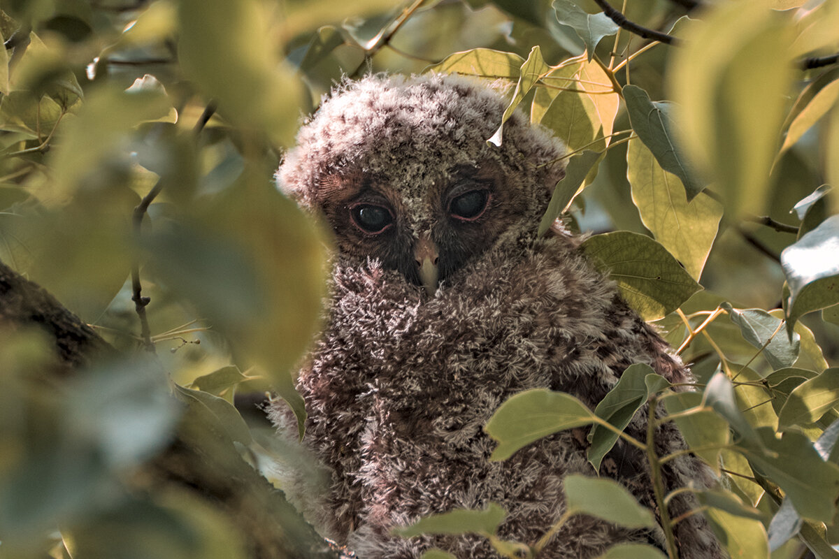 Гималайская неясыть(птенец) - Yudong Liu