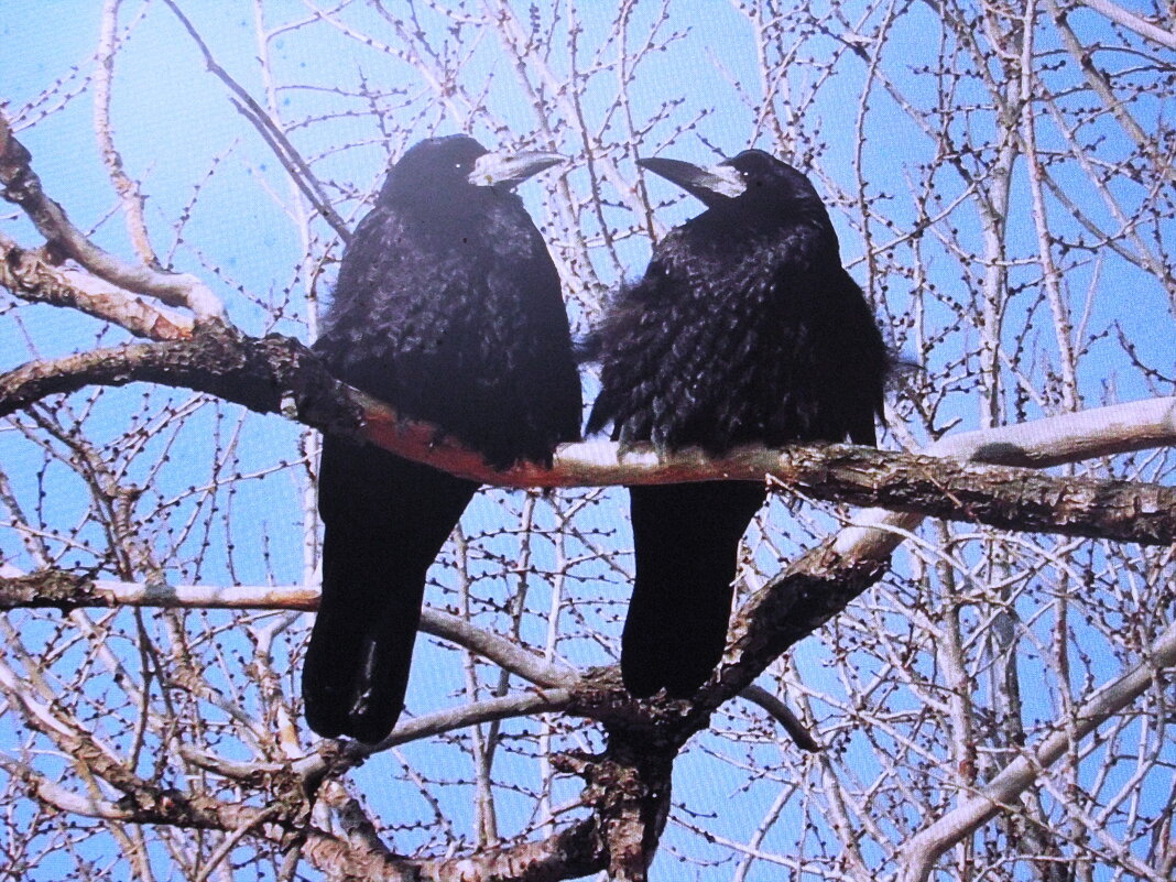 Милуются - Людмила Смородинская