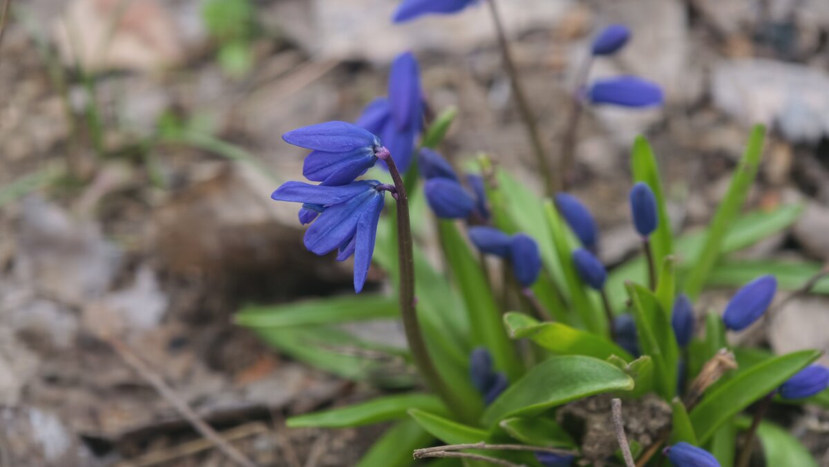 Пролески - Мариша Пролески - Мариша