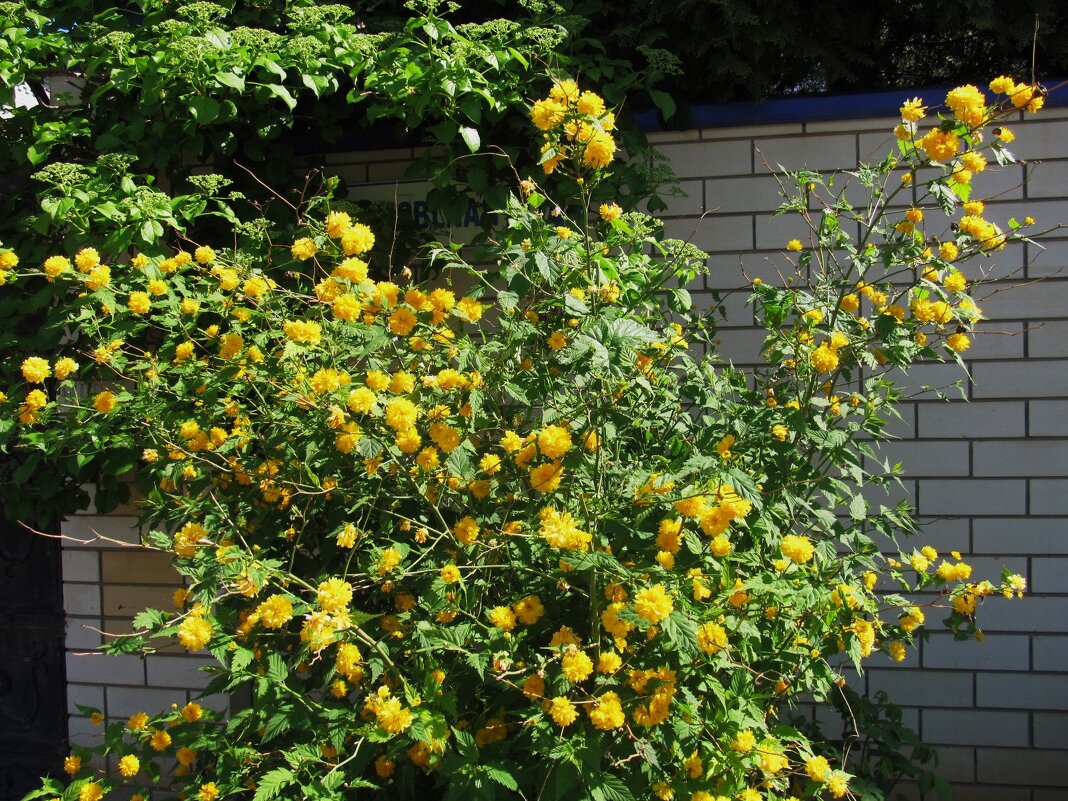 Ах. май ! - Елена Шаламова