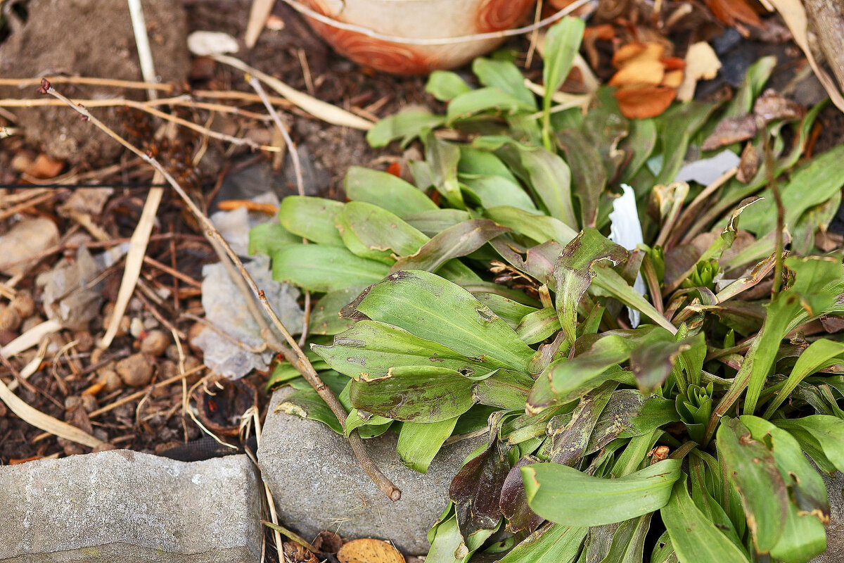 Весна - Юрий Гайворонскiий