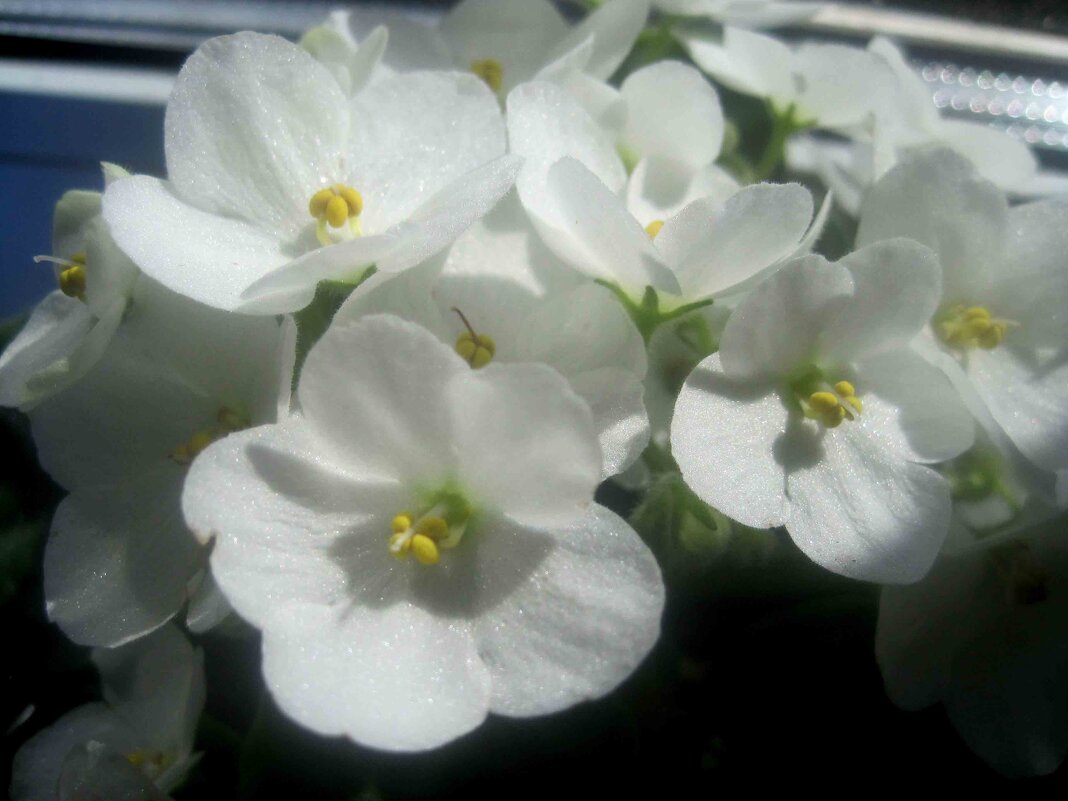 Фиалки - Елена Семигина