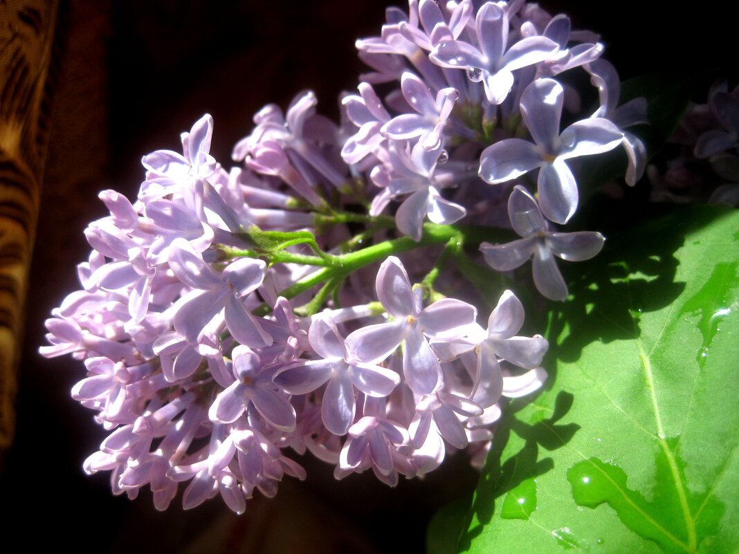 Веточка сирени - Елена Семигина Веточка сирени - Елена Семигина