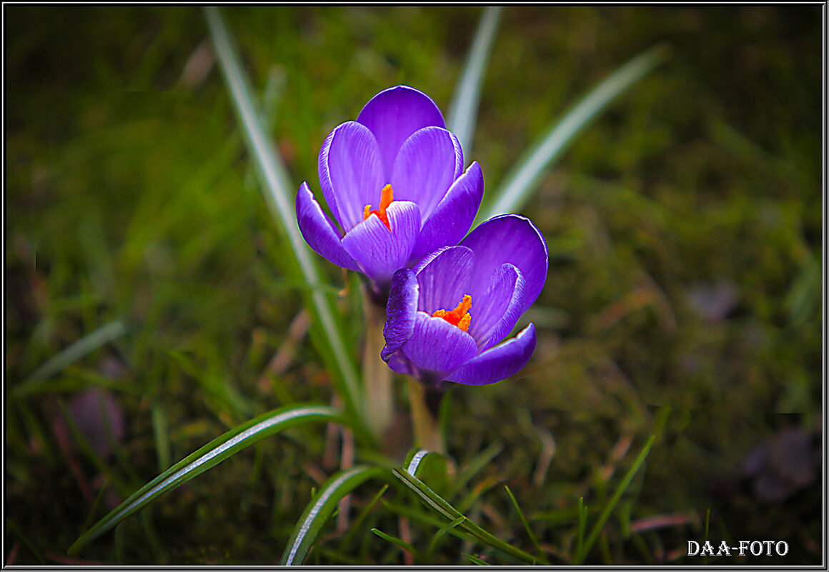Начало Весны. КРОКУСЫ. - Александр Дмитриев