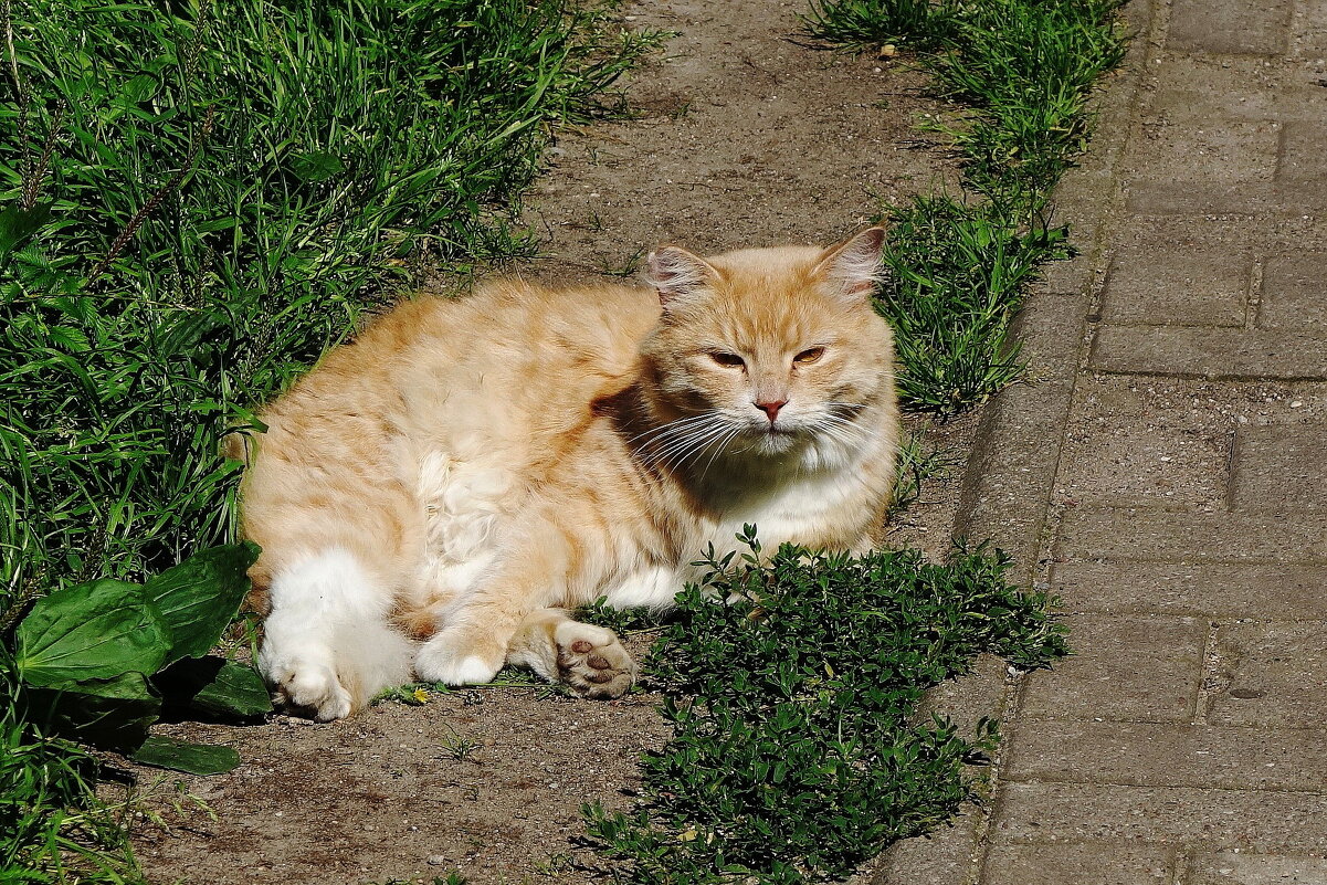 Рыжие кошки - Рита Симонова