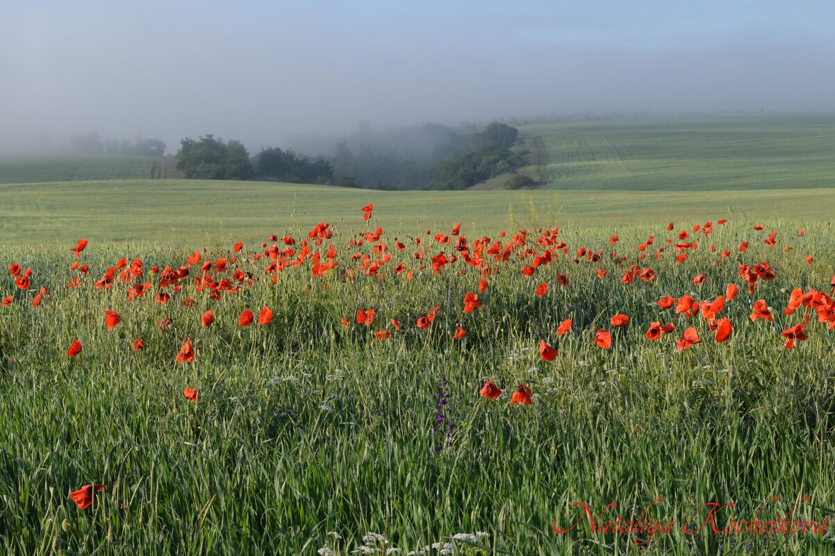 Природа Крыма - Изумительная Космея