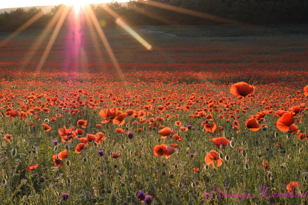 Природа Крыма - Изумительная Космея Природа Крыма - Изумительная Космея