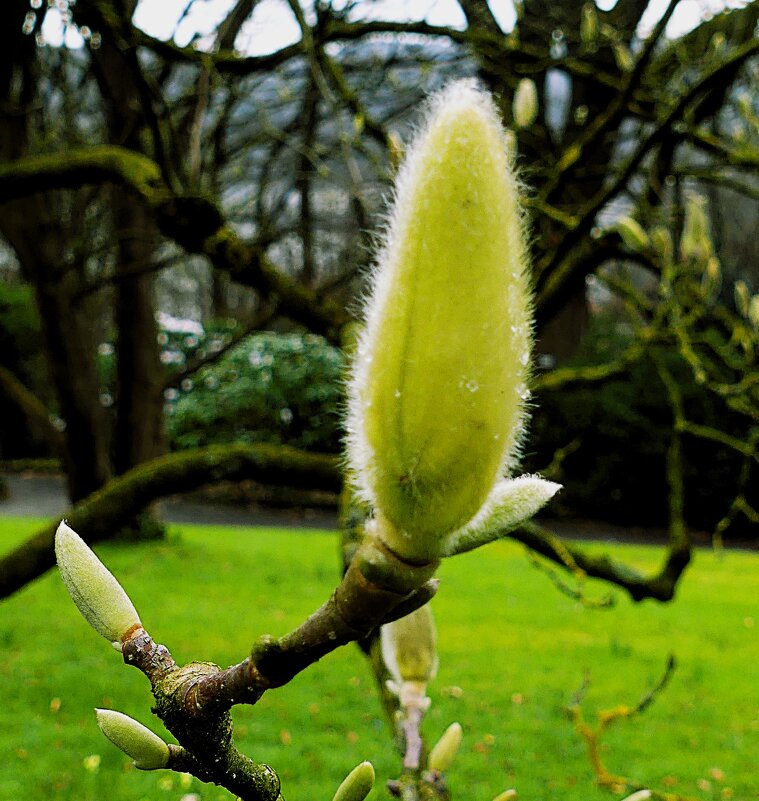 Весна(серия) - Владимир Манкер