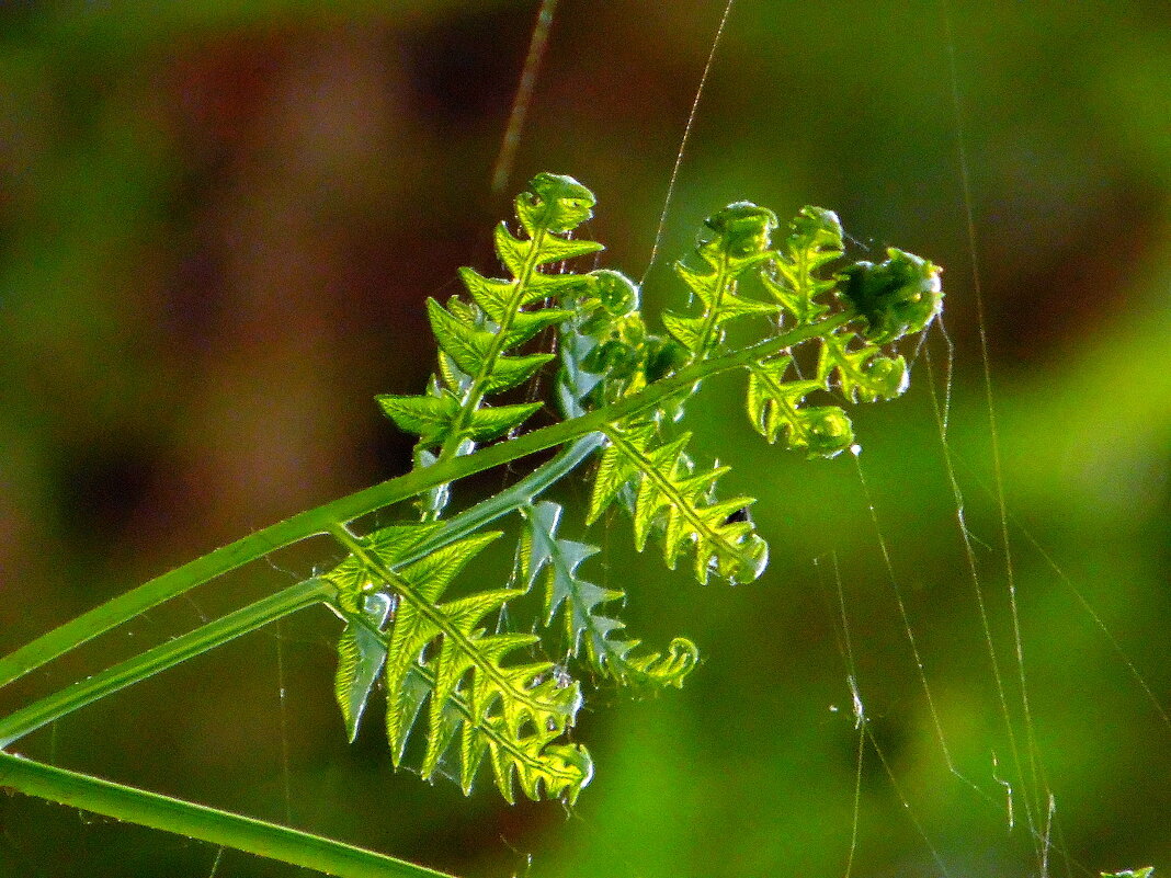 Папоротник. - nadyasilyuk Вознюк