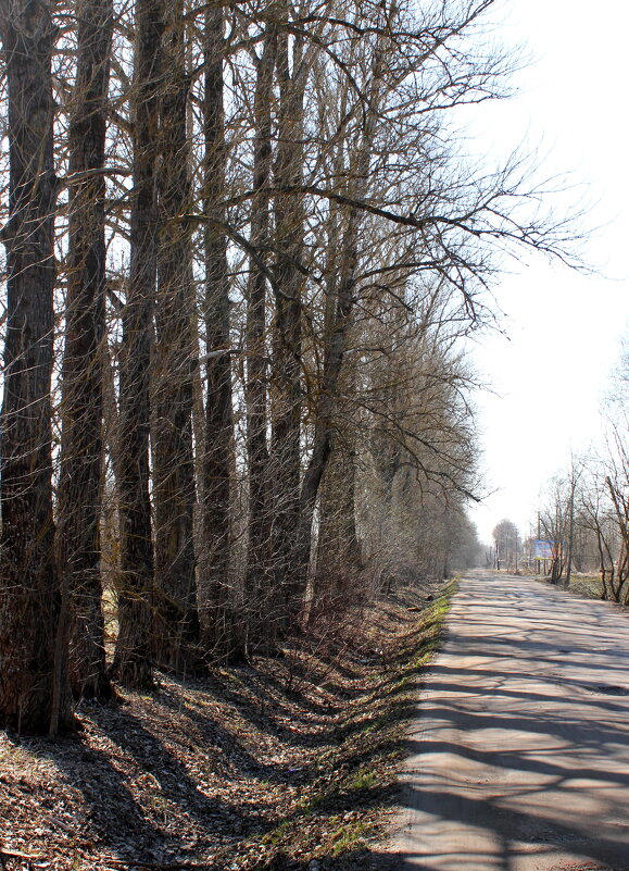 Весенний солнечный денёк! - Наталья Лунева 