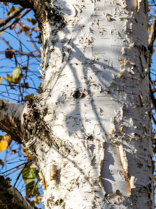 Фактура. - Игорь Викторов