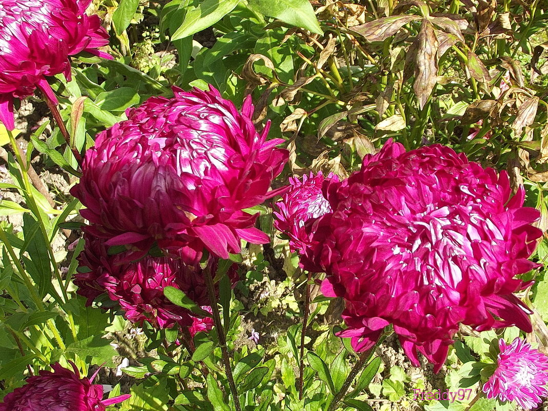 Астры - Freddy 97