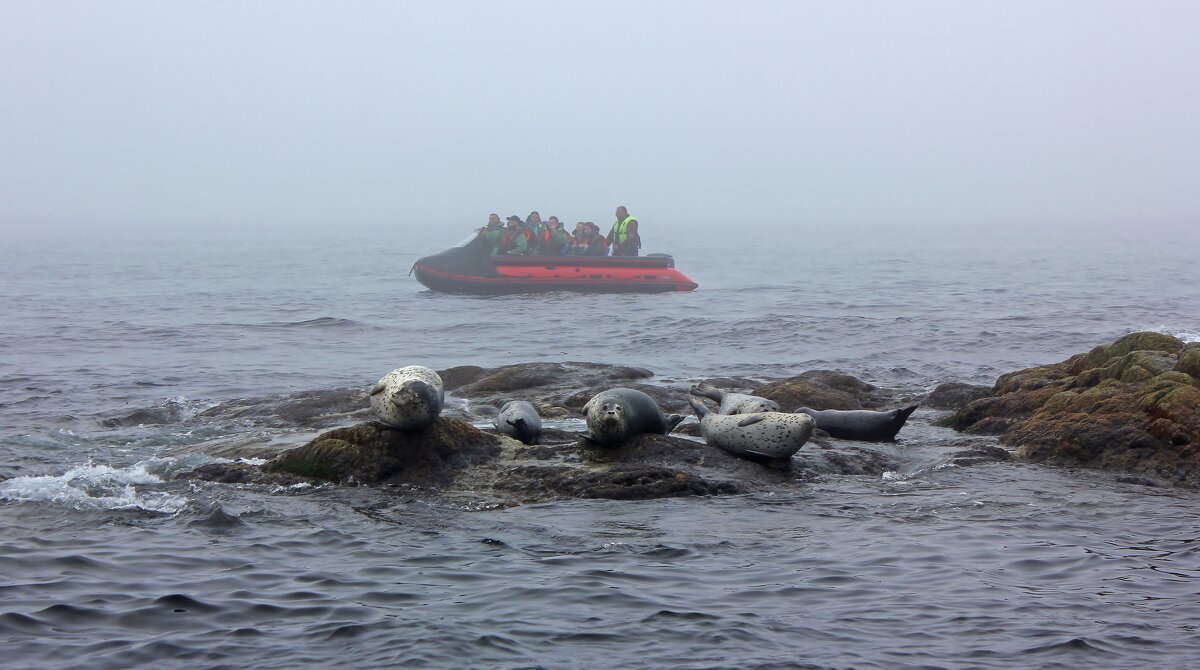 Кольчатая нерпа - Владимир Соколов (svladmir) Кольчатая нерпа - Владимир Соколов (svladmir)