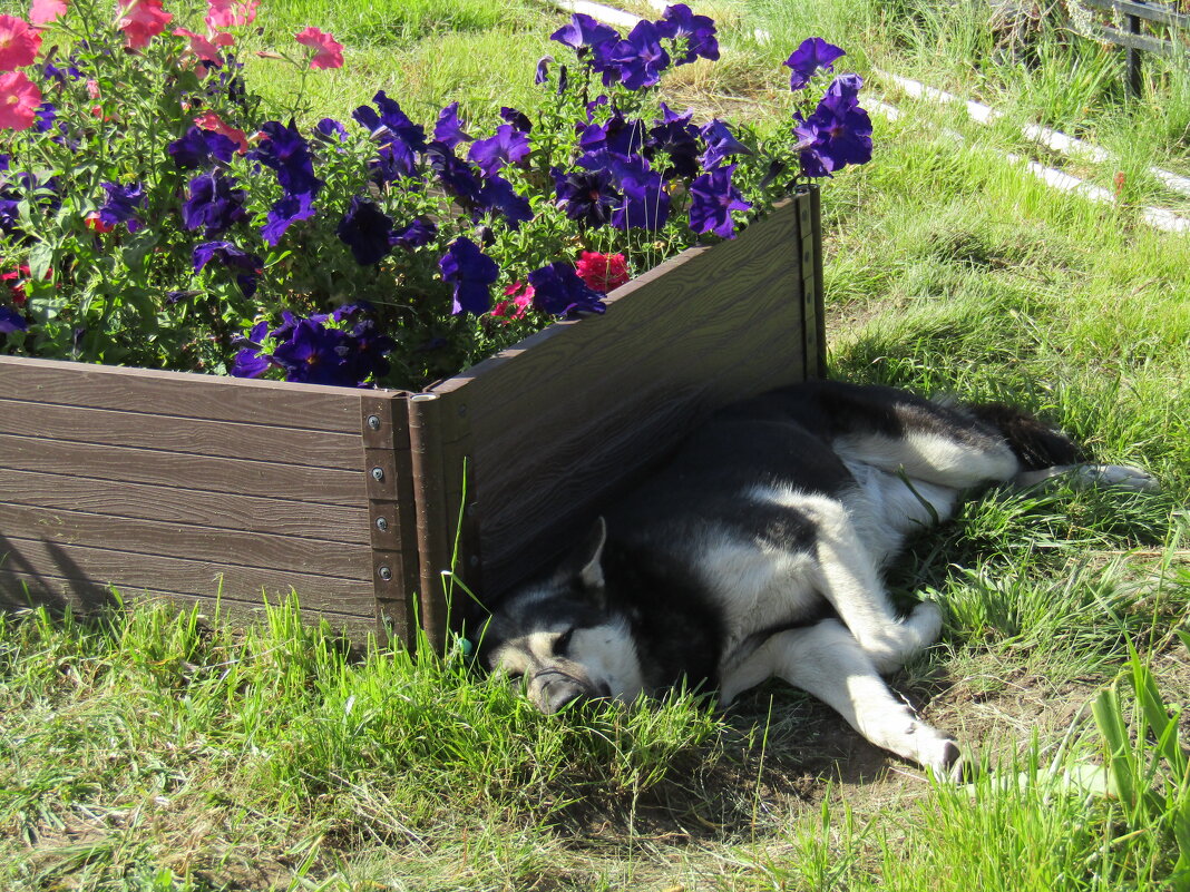 Хорошо в тенёчке - Galaelina *** Хорошо в тенёчке - Galaelina ***