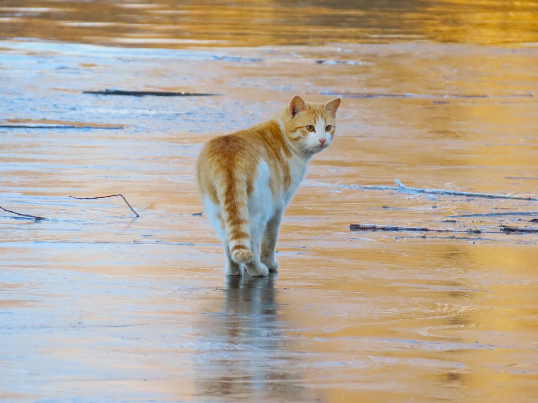 Кот рыбак - Ольга Митрофанова
