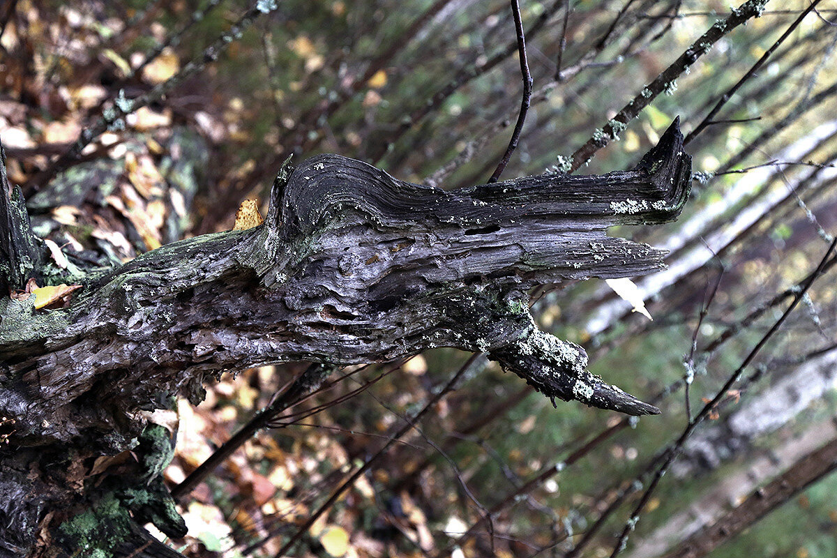 Грозный крокодил - Сергей Сомихин Грозный крокодил - Сергей Сомихин