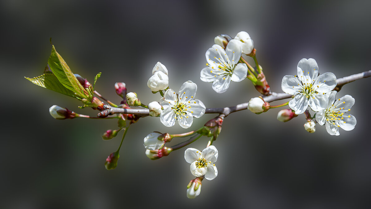 *** - Aleksey Afonin *** - Aleksey Afonin