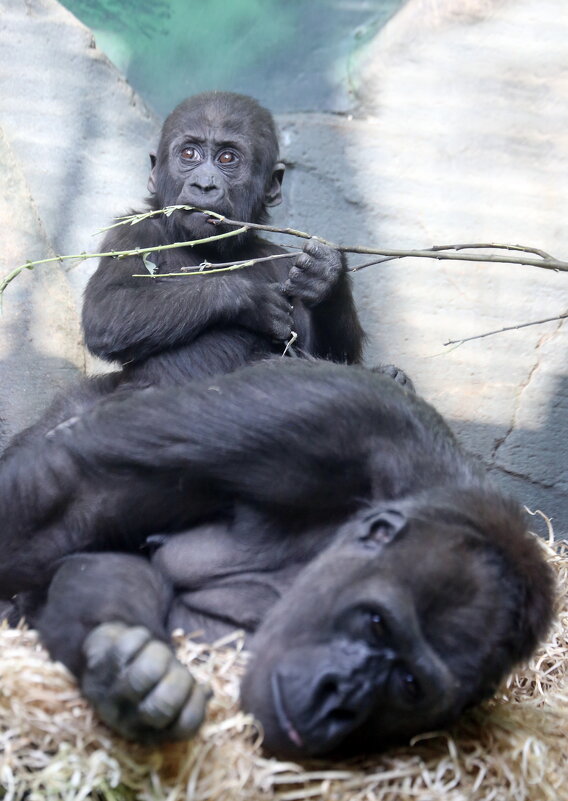 гориллы - Михаил Бибичков