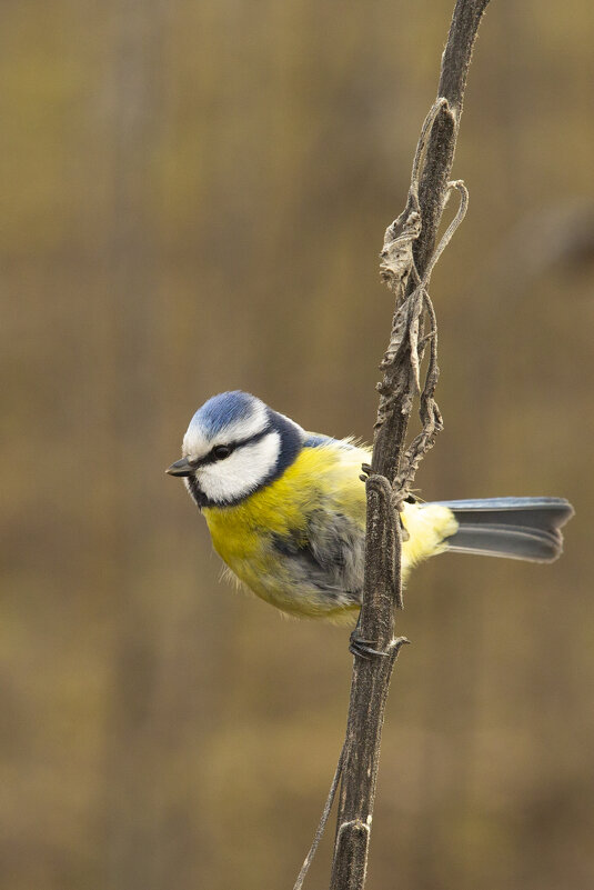 Лазоревка - Валерий Черняк