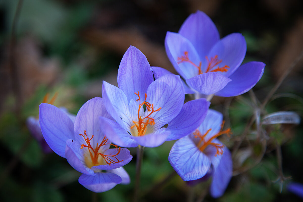 Крокусы. - Лилия * Крокусы. - Лилия *