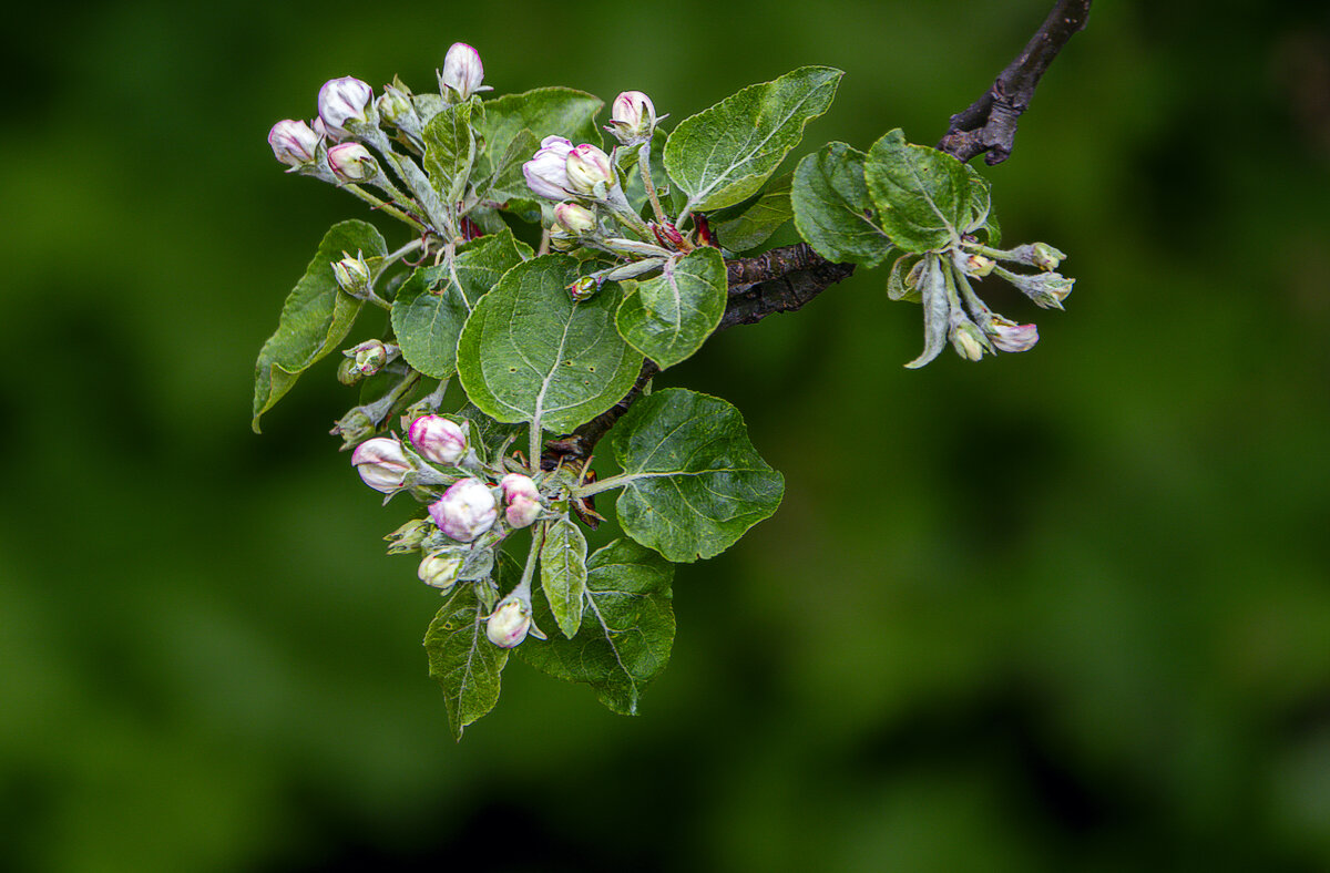 Яблоня - Aleksey Afonin