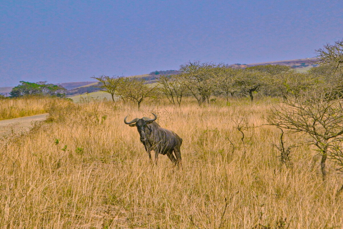 Жизнь в саванне - Андрей K.