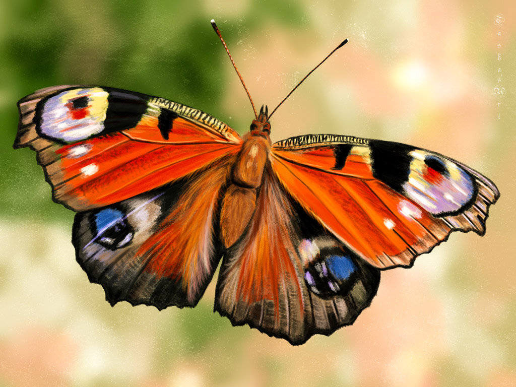 Бабочка - Павлиний глаз - Наталия Львова Бабочка - Павлиний глаз - Наталия Львова