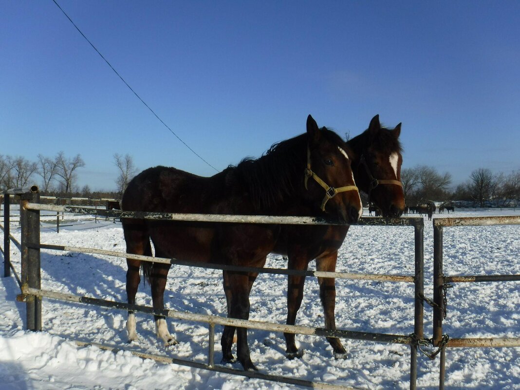 Грации на снежном просторе - Елена Сухорученкова
