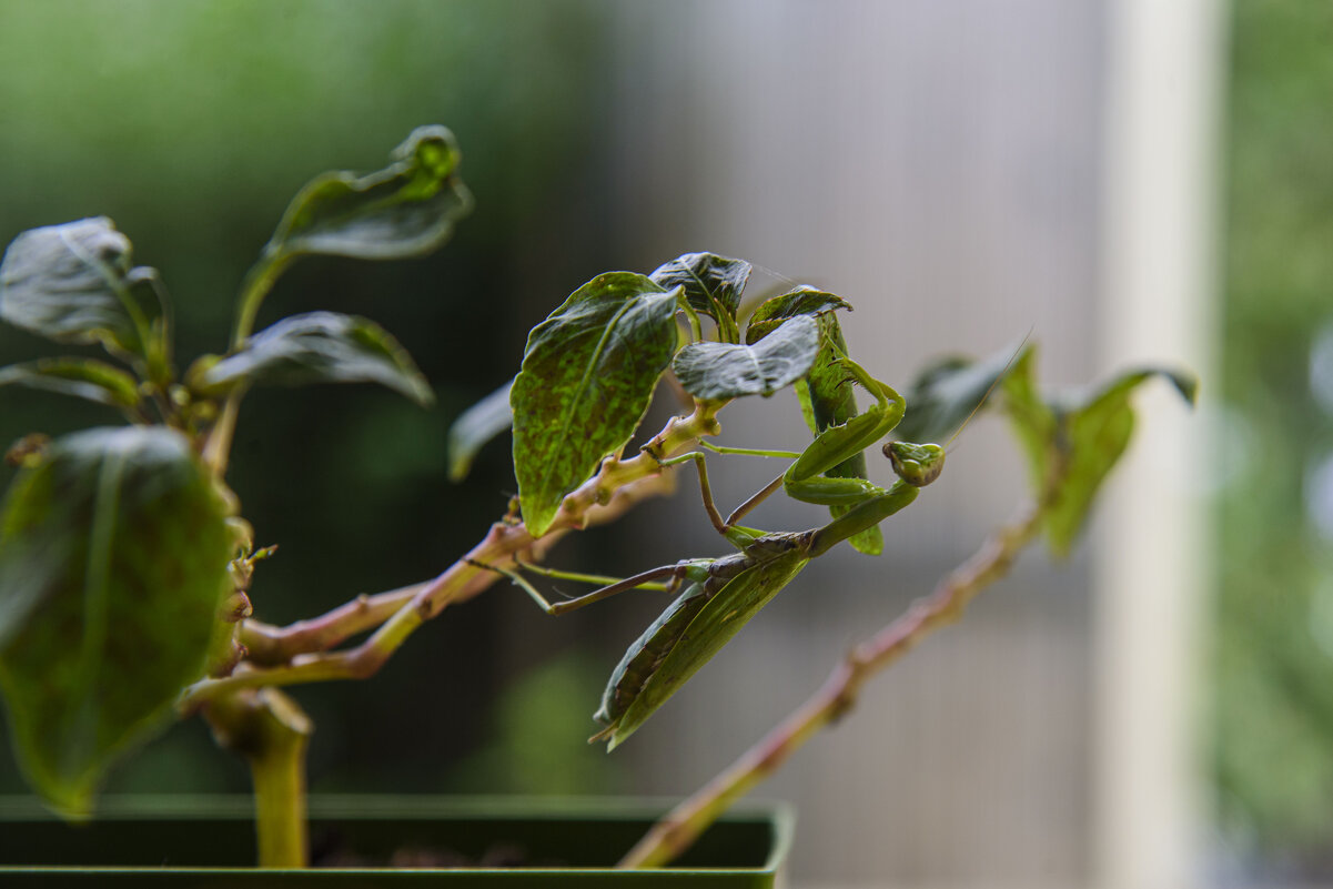 * - Осень * - Осень