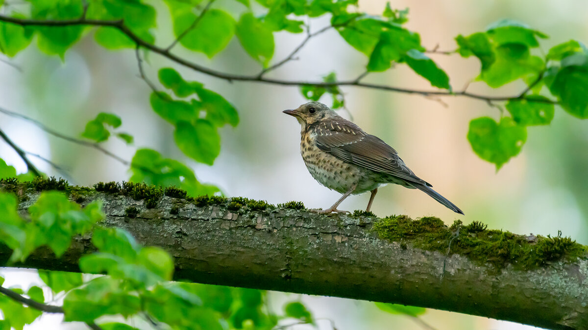 Дрозд - Владимир Лазарев