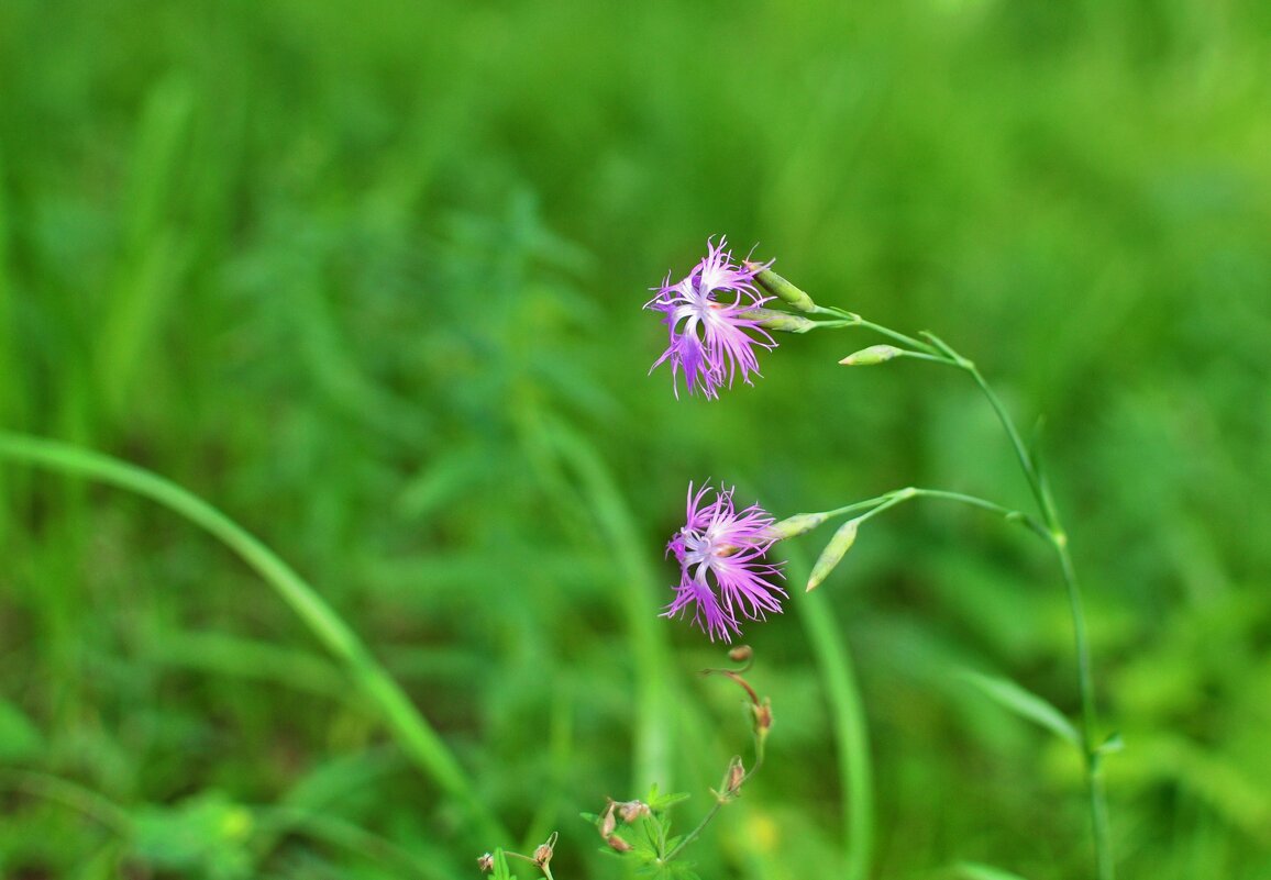парочка... - Андрей Катков