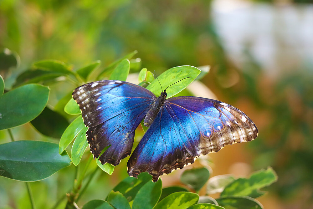 В парке бабочек - Галина Ильясова В парке бабочек - Галина Ильясова