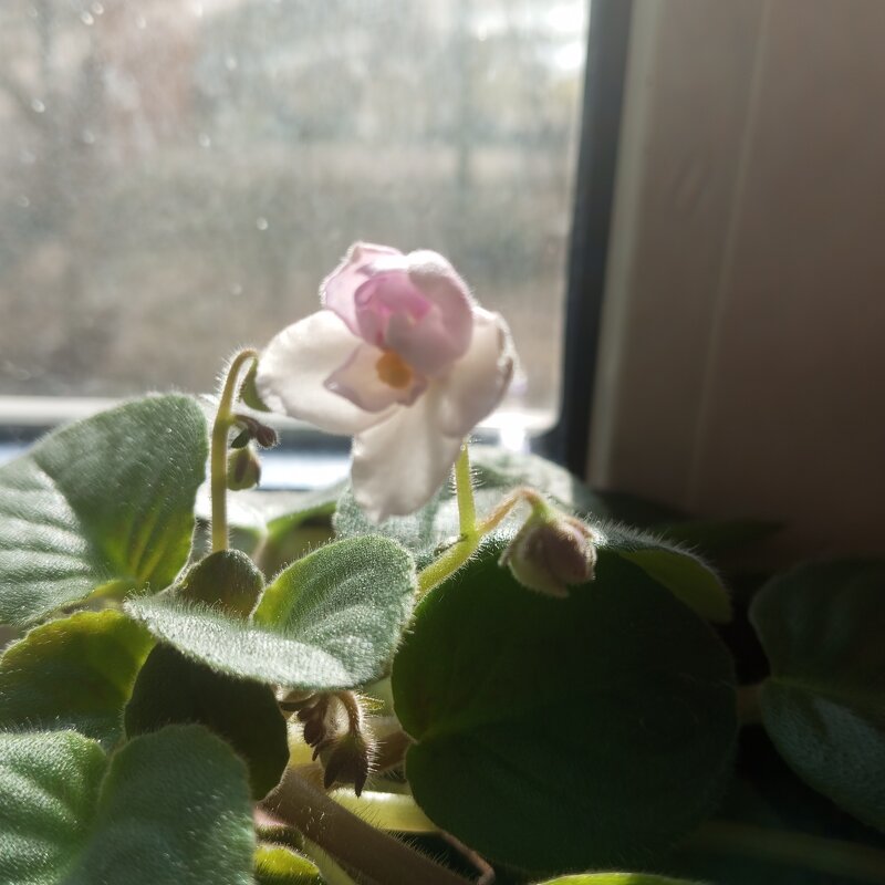 Фиалка - Елена Семигина