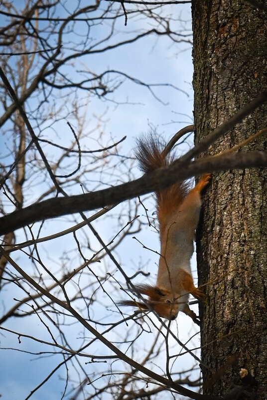 Из жизни белочек. Ульяновск.Парк Прибрежный. - Александр Беляков Из жизни белочек. Ульяновск.Парк Прибрежный. - Александр Беляков