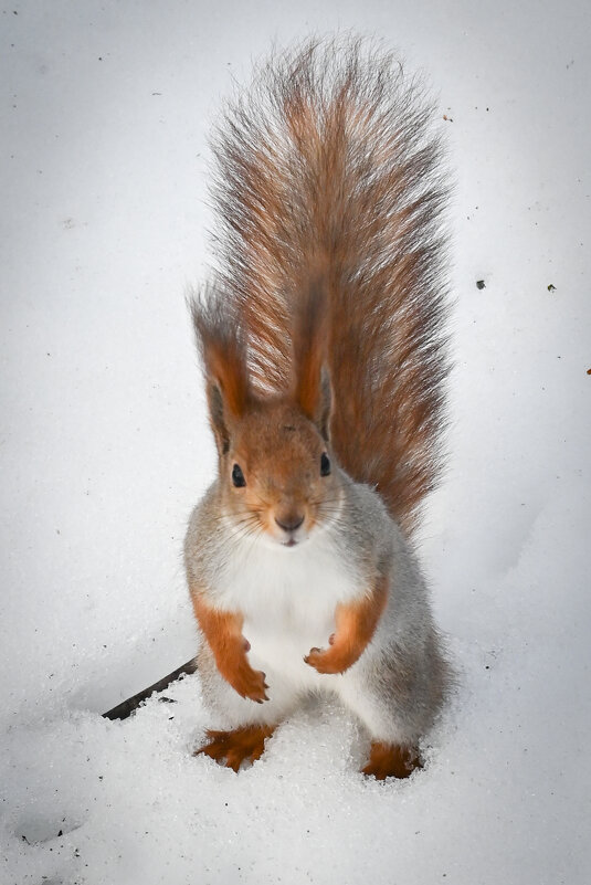 Из жизни белочек. Ульяновск.Парк Прибрежный. - Александр Беляков Из жизни белочек. Ульяновск.Парк Прибрежный. - Александр Беляков