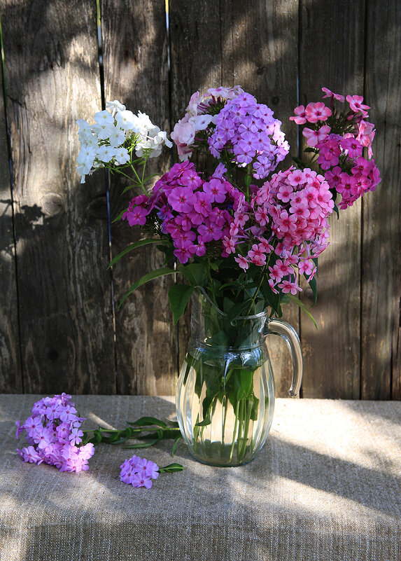 Флоксы - Владимир Гришин Флоксы - Владимир Гришин